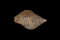 藏品(粗紋峨螺)的圖片